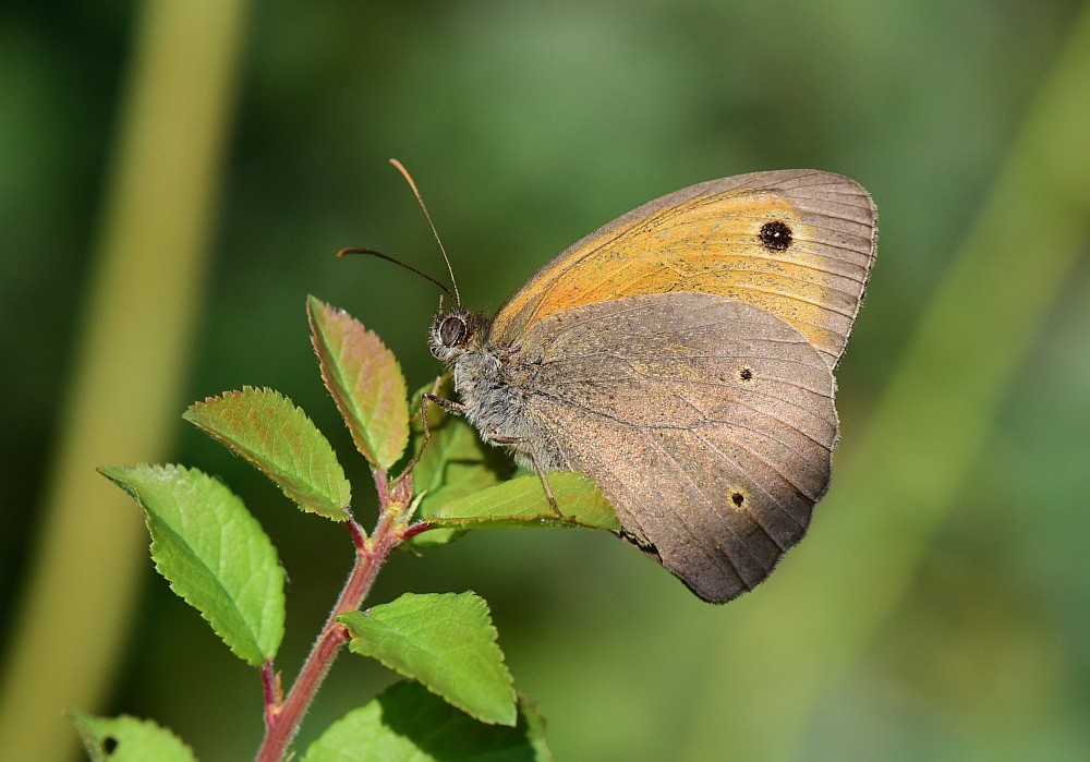 Coenonympha ....? - No, Maniola jurtina